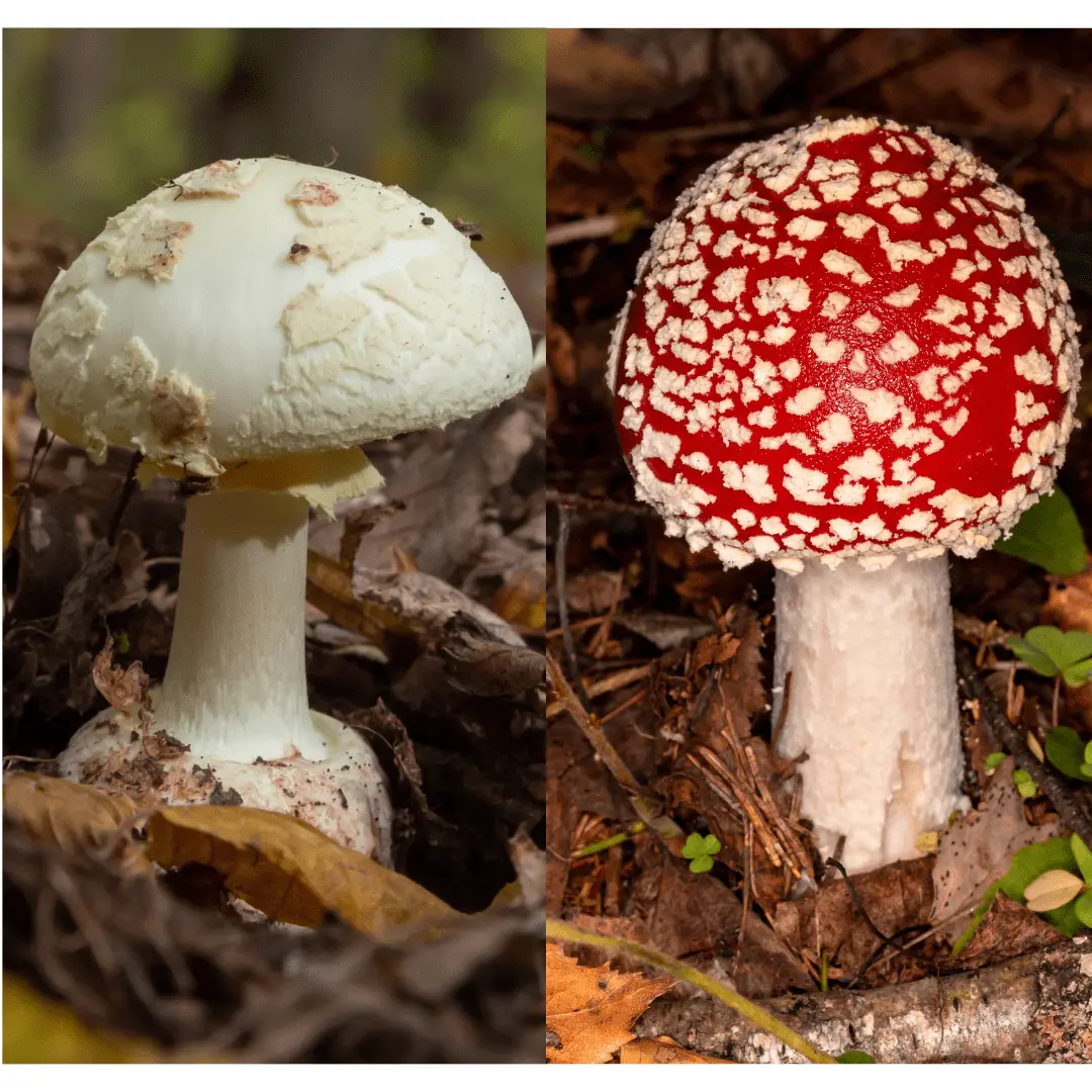 Amanita Citrina vs. Amanita Muscaria