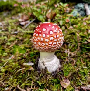 Microdosing Amanita Muscaria 