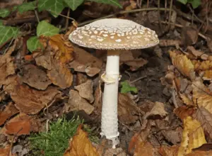 Amanita Pantherina or Panther Cap