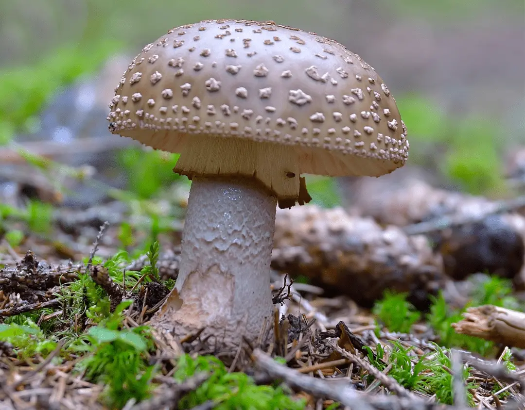 Microdosing Amanita Pantherina