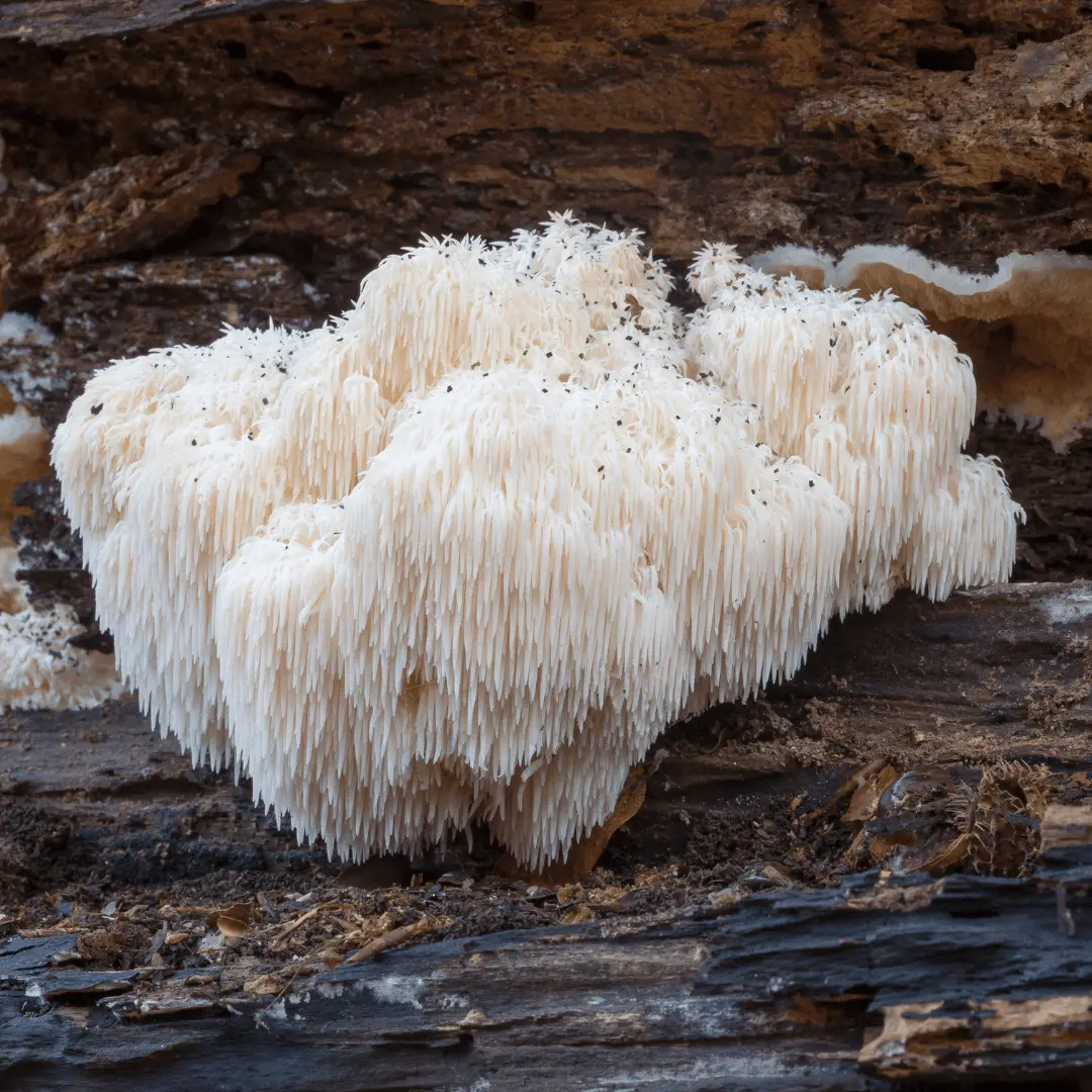Lion’s Mane Mushrooms May Improve Memory