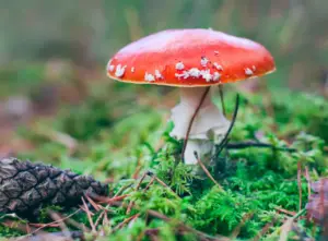 raw amanita muscaria