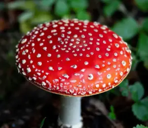 a mature amanita muscaria in the wild