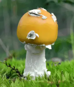 Amanita Gemmata muscimol