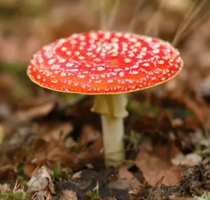 Amanita Muscaria is known for muscimol