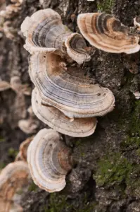 Turkey Tail mushroom