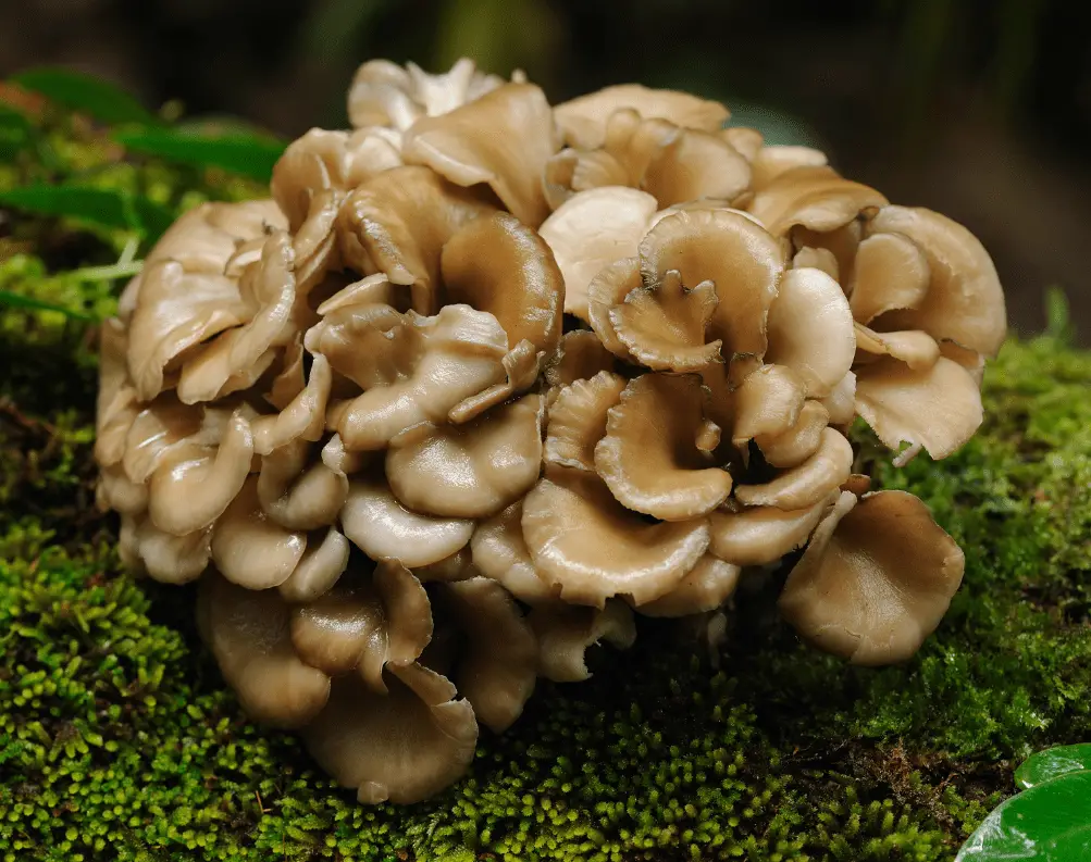 Benefits of Maitake Mushrooms
