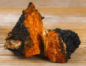 raw chaga mushrooms
