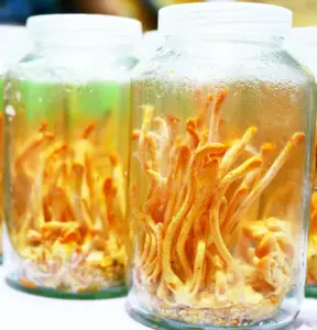 Cordyceps mushrooms in a jar