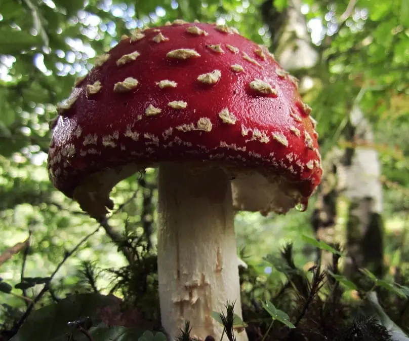 Amanita Muscaria for Sleep