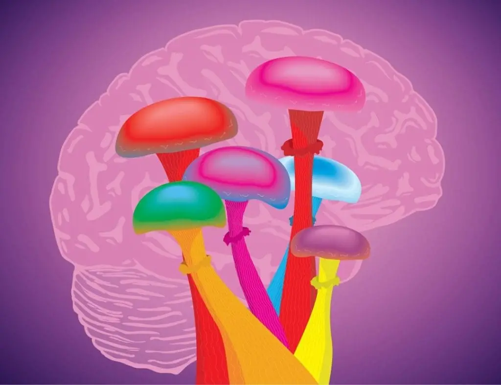 Amanita Muscaria vs Psilocybin