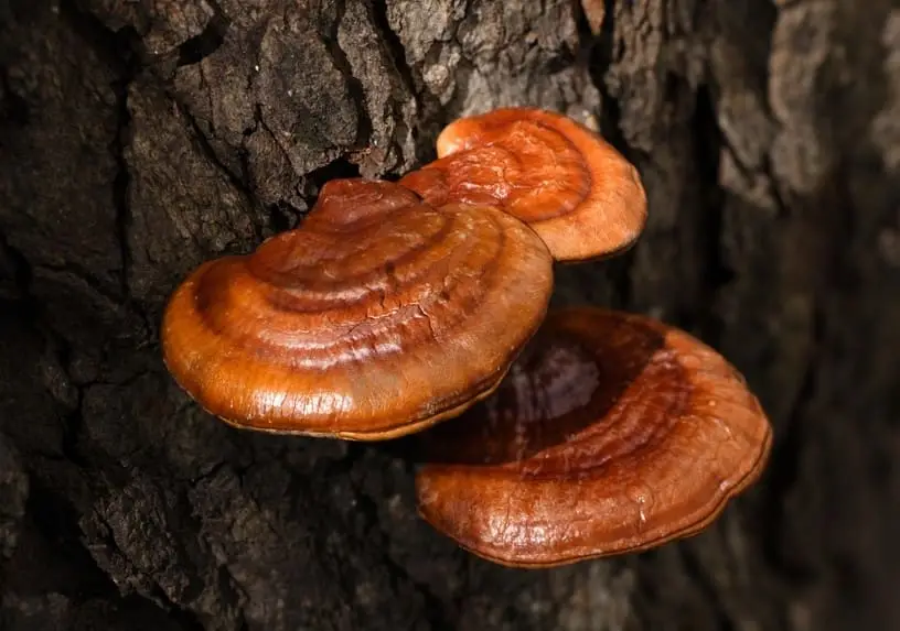 Health Benefits of Reishi Mushrooms