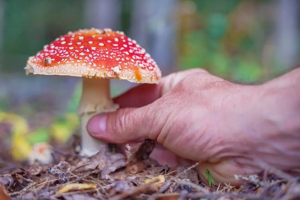 Can You Forage for Amanita Muscaria?