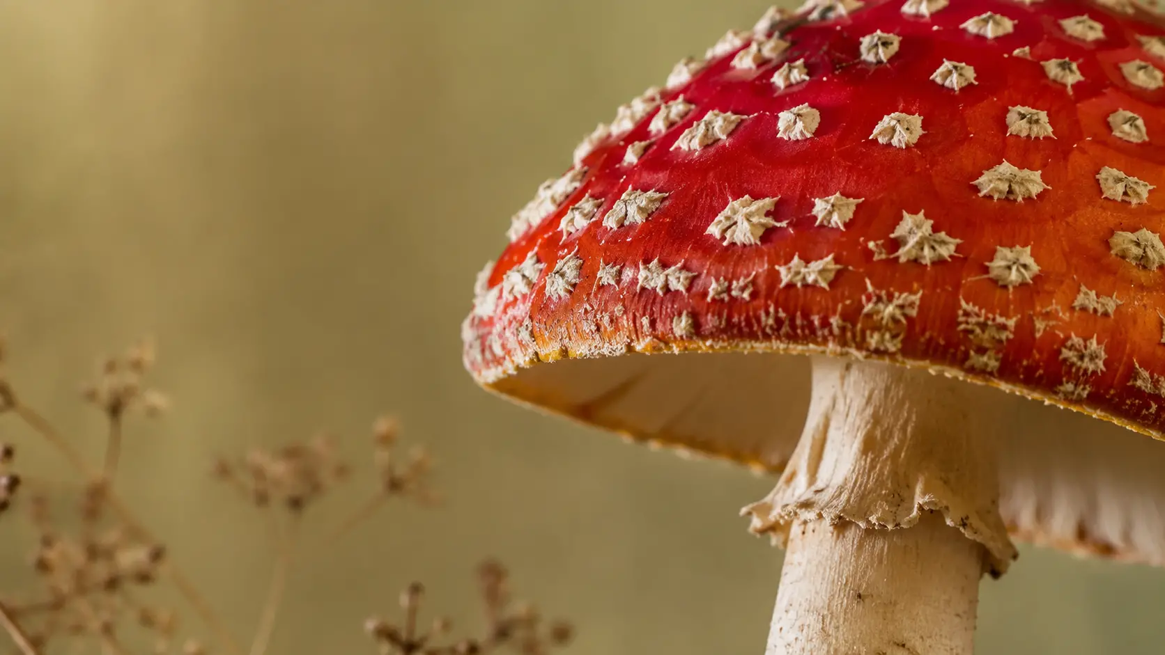 Amanita Muscaria: A Clear, Grounded Beginner’s Guide