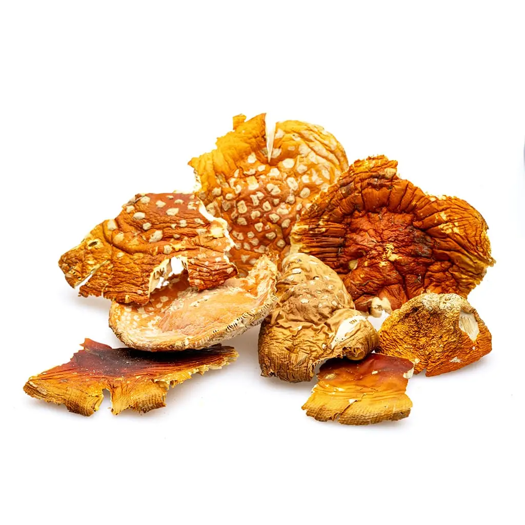Dreamer Shrooms Amanita Muscaria Dried Mushrooms (20 grams) - Image 3